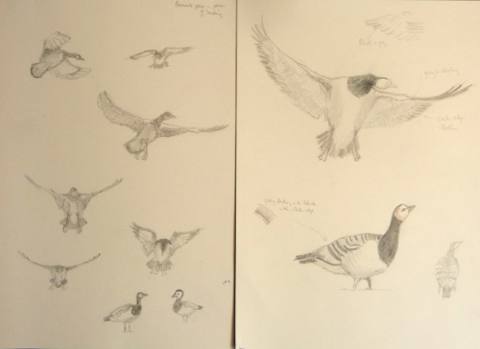 Barnacle Geese