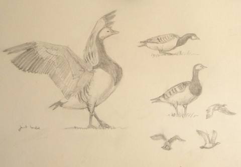 Barnacle Geese