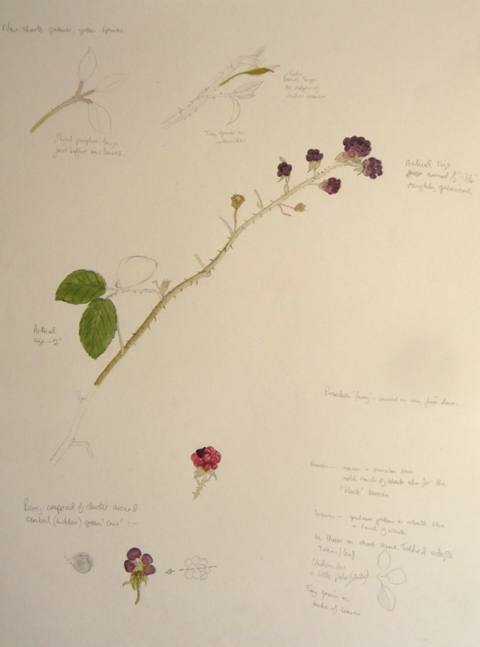 Blackberries
