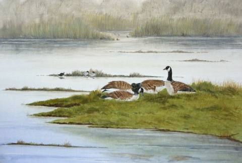 Canada Geese