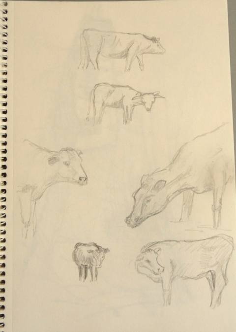 Cattle