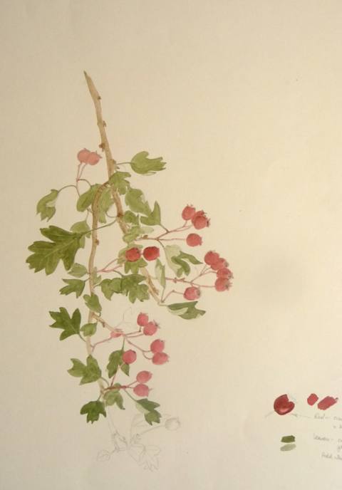 Hawthorn