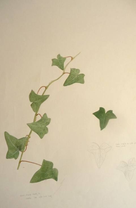 Ivy