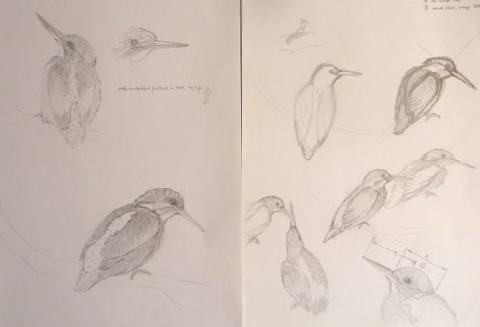 Kingfishers