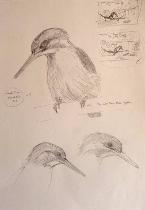 Kingfishers