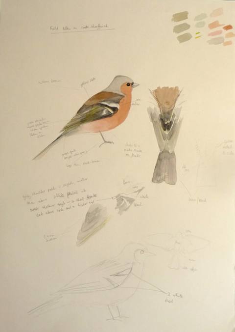 Male Chaffinch
