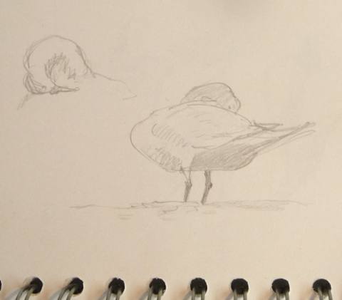 Mute Swan