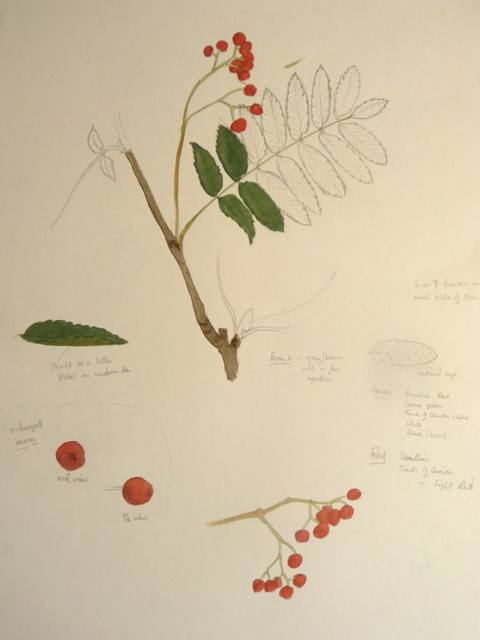 Rowan
