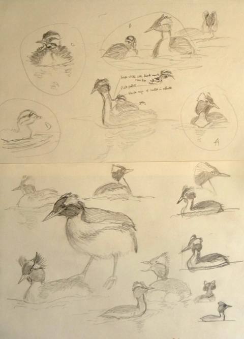 Slavonian Grebe