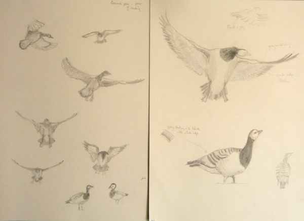 Barnacle Geese
