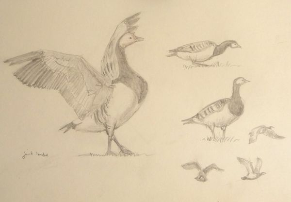 Barnacle Geese