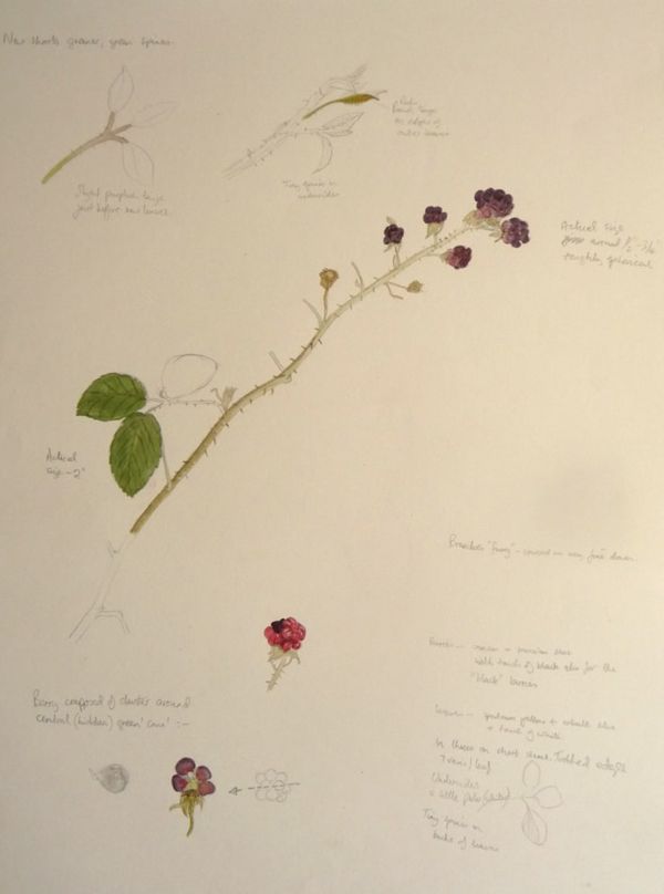 Blackberries