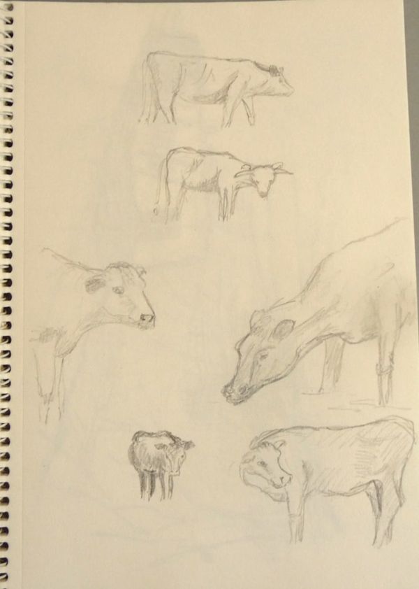 Cattle