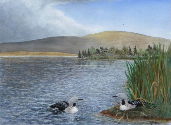 Great Northern Divers <br /> (Lochindorb, Cairngorm, Scotland)