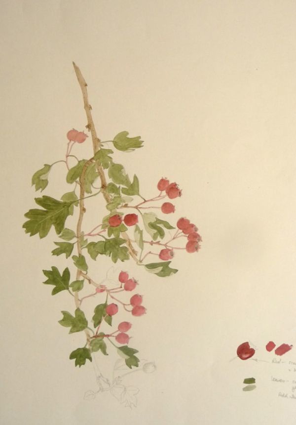Hawthorn