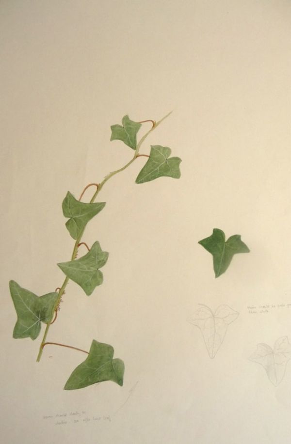 Ivy