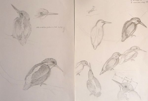Kingfishers