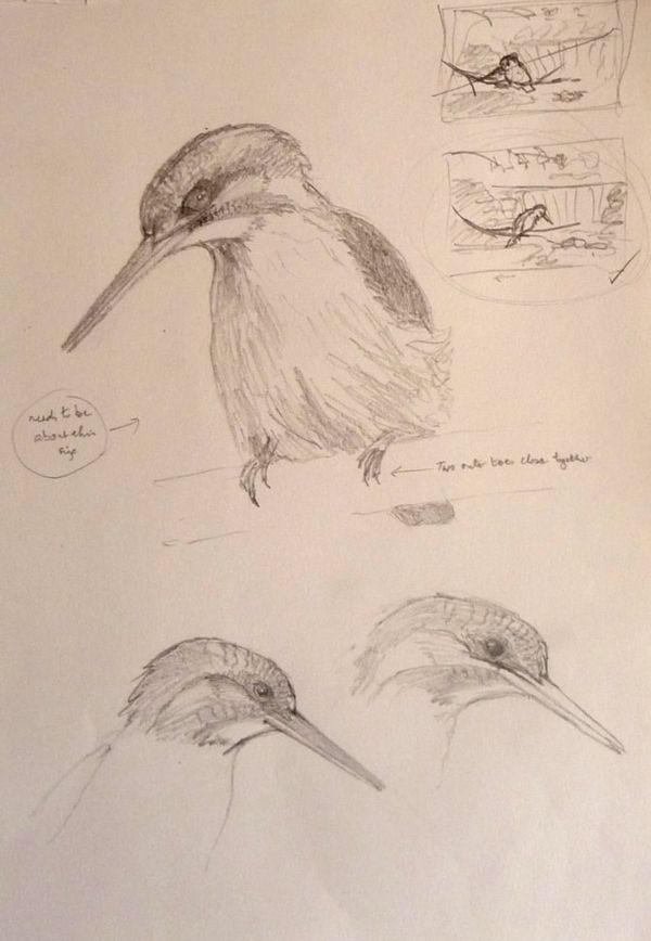 Kingfishers