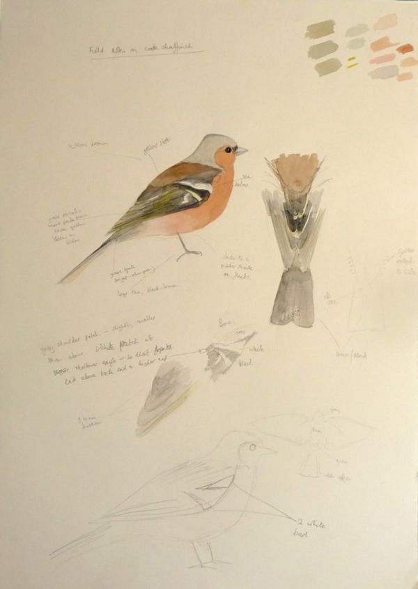 Male Chaffinch