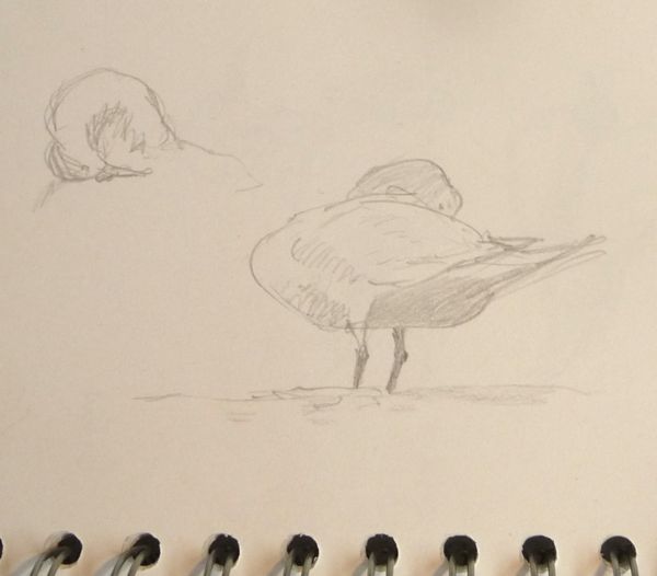 Mute Swan