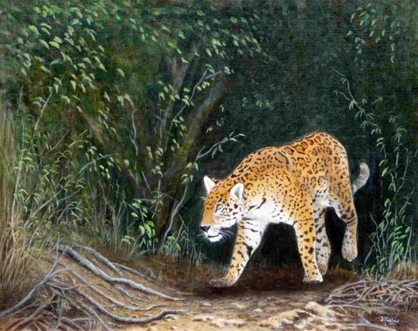 Out of the Shadows<br />(Pantanal, Brazil)
