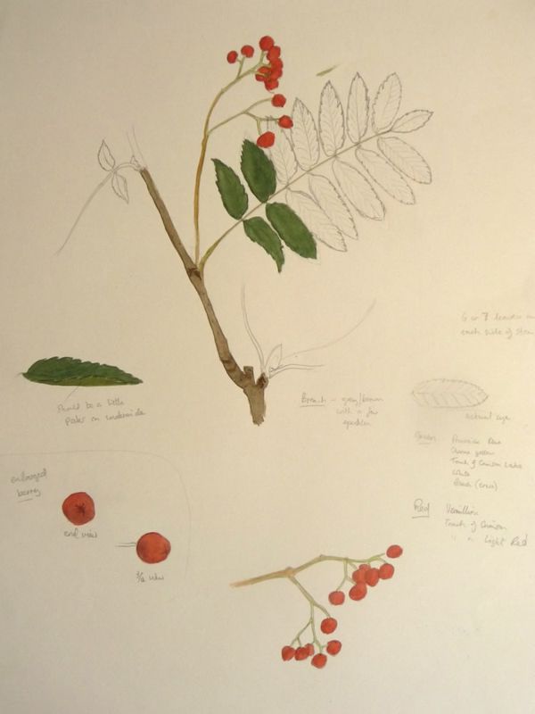 Rowan