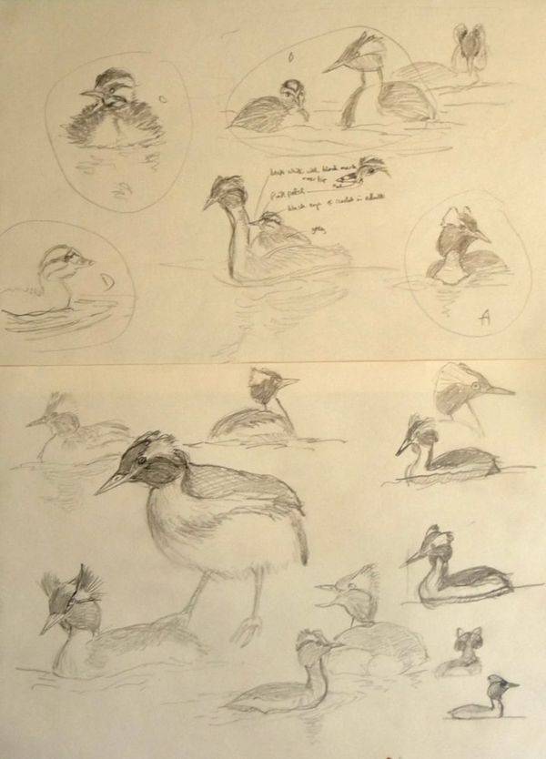 Slavonian Grebe